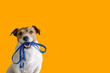canvas print picture - Dog sitting concept with happy active dog holding pet leash in mouth ready to go for walk