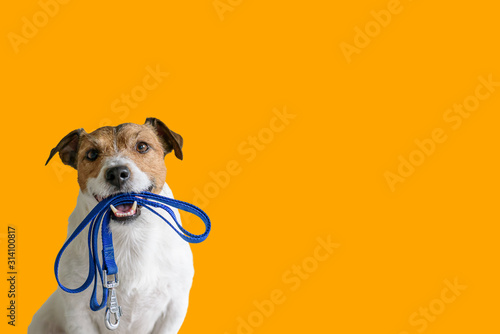 Photo Dog sitting concept with happy active dog holding pet leash in mouth ready to go