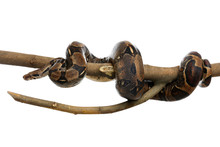 Brown Boa Constrictor On Tree Branch Against White Background