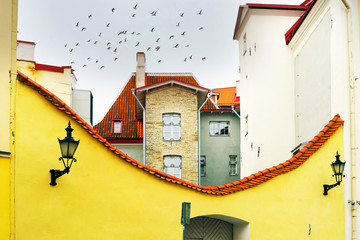 Fototapete - Streets, birds, gulls, of old Tallinn