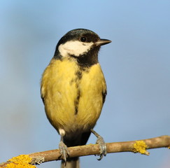 Great tit on branch background, Parus major