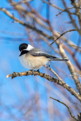 Wall Mural - Closeup portrait of a Black-capped Chickadee (Poecile atricapillus) perched on a branch.