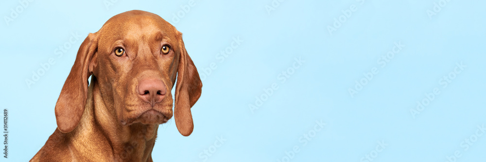 Cute hungarian vizsla dog studio portrait. Dog looking at the camera headshot over blue background banner. - obrazy, fototapety, plakaty 