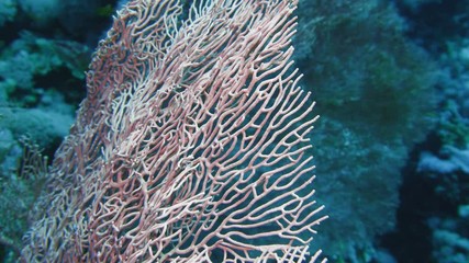 Wall Mural - Sea fan Annella sp. feeding underwater in Red Sea. Egypt