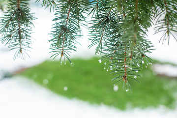 Wall Mural - Green Christmas trees in a winter park covered with snow