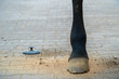 Hind leg of a horse after cleaning with a curry-comb. Ground is covered with brushed down dirt. Concept of horse grooming, activities in horse stable, horse care. Closeup, horizontal, copy space