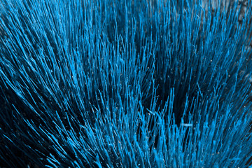 Wall Mural - beautiful natural background, exotic plant in blue trendy color. trendy color concept of the year, b