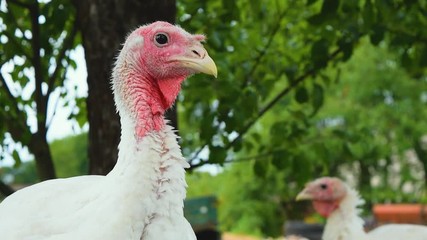 Red head white feathered turkey portrait in front of the green apple tree background during cloudy day