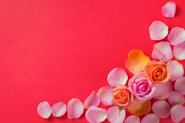 Flowers bloom on a red background. Rose petals. Top view. Flat lay.