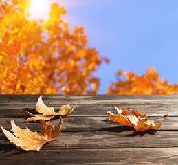 Wall Mural - Autumn.