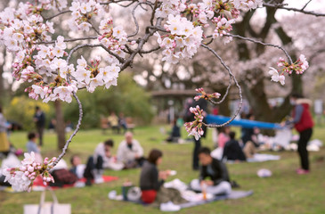 Wall Mural - Picnic under sakura trees (Hanami) in Tokyo, Japan　東京の公園で花見をする人々