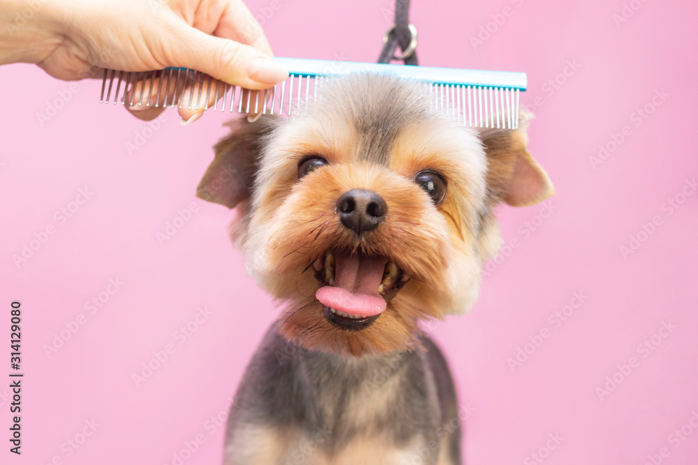 Dog gets hair cut at Pet Spa Grooming Salon. Closeup of Dog. the dog has a haircut. comb the hair. pink background. groomer concept. - obrazy, fototapety, plakaty 