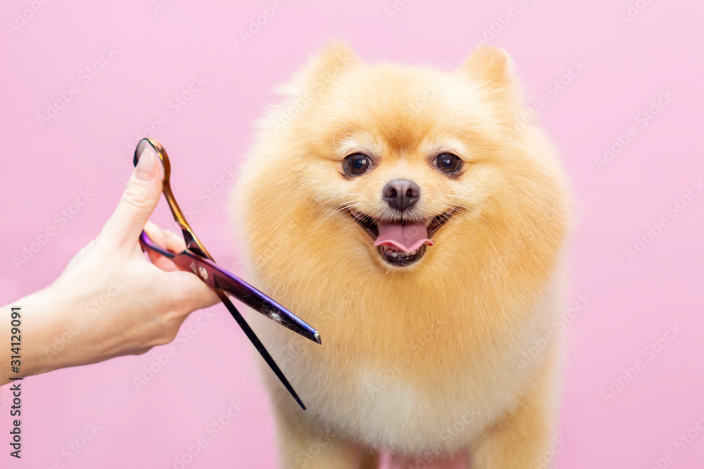 Dog gets hair cut at Pet Spa Grooming Salon. Closeup of Dog. The dog is trimmed with scissors. pink background. groomer concept - obrazy, fototapety, plakaty 