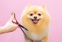 Dog Gets Hair Cut At Pet Spa Grooming Salon. Closeup Of Dog. The Dog Is Trimmed With Scissors. Pink Background. Groomer Concept