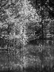 Wall Mural - Fall Colorful Trees by Lake 5 B&W