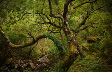 Primeval Oak Forest In Portugal. Albegaria Forest Is Situated In The North Of Geres National Park. Old Oak Trees Have Been Growing Here For Thousands Of Years Without Human Intervention. 