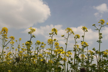 Wall Mural - yellow rapeseed plants and a blue sky with clouds in the background in holland 