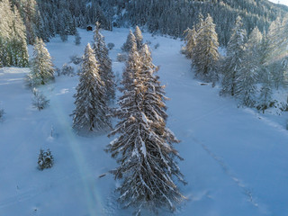 Wall Mural - Aerial view of snow covered fir trees in peaceful winter landscape. Alpine mountain area in Switzerland with snow covered forest. Concept of calm wilderness.