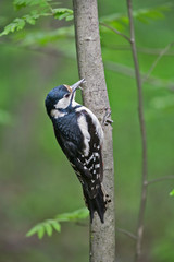 Wall Mural - Female Great spotted woodpecker (Dendrocopos major) on tree in natural environment