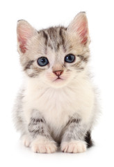 Kitten on white background.