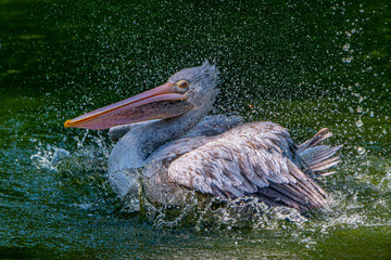 Wall Mural - a bathing pelican close up