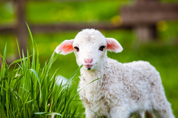 portrait of cute little lamb grazing in green spring meadow