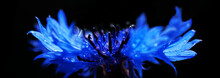 Natural Flower Cornflower With Drops Of Water On The Petals, Black Background Closeup, Panorama