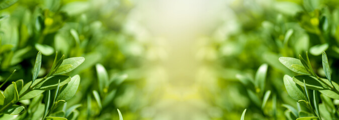 Wall Mural - boxwood bushes with young leaves panorama, close-up, spring background