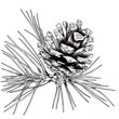 Pine cone graphic black and white illustration. Scandinavian style