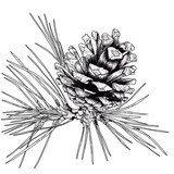 Fototapeta Lawenda - Pine cone graphic black and white illustration. Scandinavian style