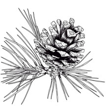 Pine Cone Graphic Black And White Illustration. Scandinavian Style