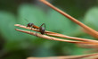 Wood ant, formica on pine needle