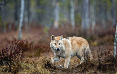 Canvas Print - A wolf sneaks through the autumn forest. Eurasian wolf, also known as the gray or grey wolf also known as Timber wolf.  Scientific name: Canis lupus lupus. Natural habitat. Autumn forest..