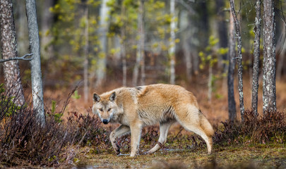 Canvas Print - A wolf sneaks through the autumn forest. Eurasian wolf, also known as the gray or grey wolf also known as Timber wolf.  Scientific name: Canis lupus lupus. Natural habitat. Autumn forest..