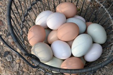 farm fresh eggs with multicolorer egg shells in wire basket