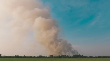 Wall Mural - Time lapse Burning Forest ,Fires, grasslands and forests.