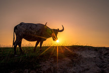 The Background Of Buffalo (a Type Of Animal) That Is Eating Grass By The Field, Has Sharp Horns, Some Species Live In Groups And Have Fast Blurred Motion.