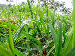 Wall Mural - Green grass with dew drops 