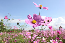 Macro Shot Of A Beautiful Pink Cosmos Flowers And Blue Sky. Pink Cosmos Flowers On A Green Background. In The Tropical Garden. Real Nature Flowers. Cosmos Field In Full Bloom With Blue Sky.