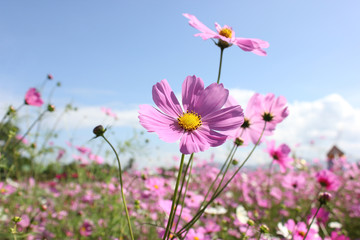 macro shot of a beautiful pink cosmos flowers and blue sky. pink cosmos flowers on a green backgroun