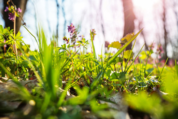 Poster - Spring forest