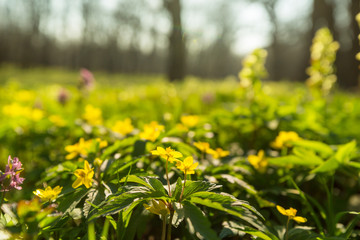 Sticker - Spring forest