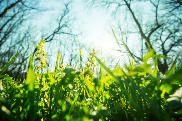 Canvas Print - Spring forest