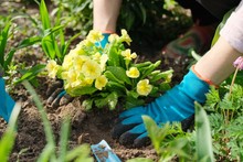Close-up Of Woman Hands Planting Yellow Primrose Flowers In Garden