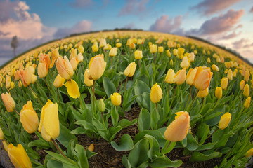 Tulip fields bloom in spring