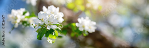 Fototapeta kwiat jabłoni   niewyrazne-tlo-jabloni-w-rozkwicie-ze-swiatlem-slonecznym
