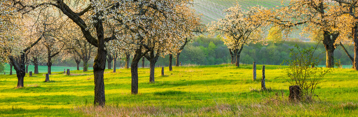 Wall Mural - Panoarma of Orchard at Sunrise with Cherry Trees in Full Bloom 