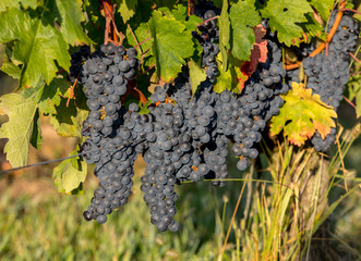 Red wine grapes ready to harvest and wine production. Saint Emilion, France