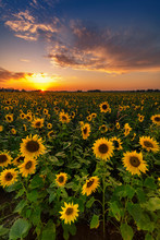 Beautiful Sunset Over Sunflower Field