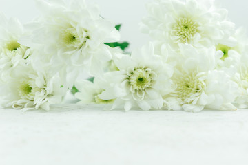 Wall Mural - white flower background